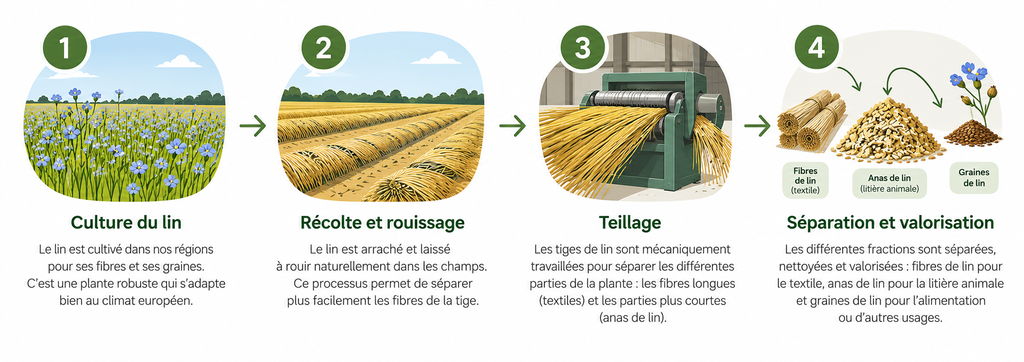 Étapes de transformation du lin, de la culture à la séparation des anas.